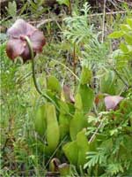 pitcher plant.